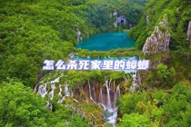 怎么殺死家里的蟑螂