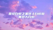 常見白蟻之黑翅土白蟻和黃翅大白蟻