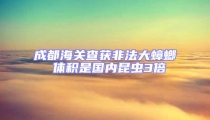 成都海關查獲非法大蟑螂 體積是國內昆蟲3倍