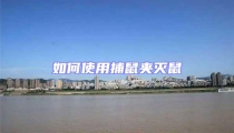 如何使用捕鼠夾滅鼠