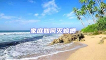 家庭如何滅蟑螂