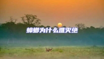 蟑螂為什么難滅絕