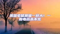 英國老鼠跟貓一樣大!一般毒藥殺不死