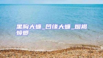 黑胸大蠊_凹緣大蠊_煙褐蟑螂