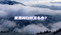 家里鬧白蟻怎么辦？