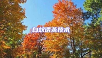白蟻誘殺技術(shù)