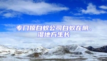 專門掠白蟻公司白蟻在陰、濕地方生長