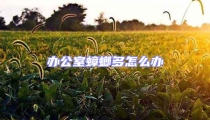 辦公室蟑螂多怎么辦