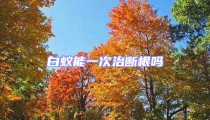 白蟻能一次治斷根嗎