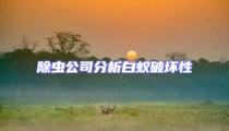 除蟲公司分析白蟻破壞性