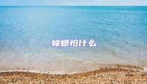 蟑螂怕什么