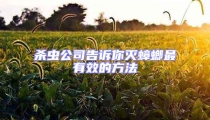 殺蟲(chóng)公司告訴你滅蟑螂最有效的方法