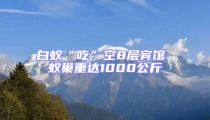 白蟻“吃”空8層賓館 蟻巢重達1000公斤