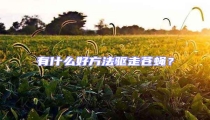 有什么好方法驅走蒼蠅?