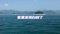 家里發(fā)現(xiàn)白蟻了