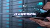 紅火蟻防治方法