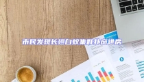 市民發現長翅白蟻集群撲窗進房