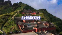 白蟻的習性