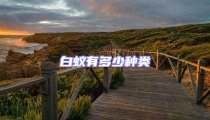 白蟻有多少種類