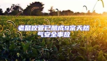 老鼠咬管已釀成9宗天然氣安全事故