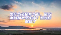 為什么老鼠那么臟,貓吃老鼠卻不會生病?看完你就懂了