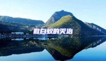 散白蟻的滅治