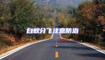 白蟻分飛注意防治