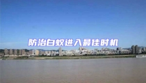 防治白蟻進入最佳時機