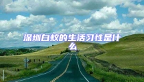 深圳白蟻的生活習性是什么