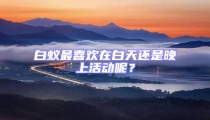 白蟻最喜歡在白天還是晚上活動呢?