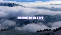 蟑螂的棲息習性