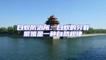 白蟻防治所:白蟻的分群繁殖是一種自然規律
