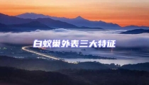 白蟻巢外表三大特征