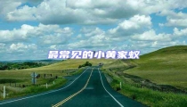 最常見的小黃家蟻