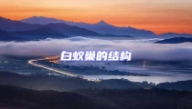 白蟻巢的結構