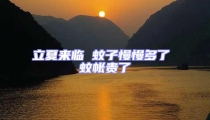立夏來臨 蚊子慢慢多了 蚊帳貴了