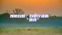 預(yù)防白蟻:白蟻行進(jìn)的“路線”