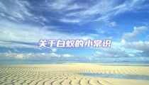 關于白蟻的小常識