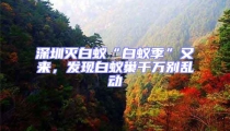 深圳滅白蟻“白蟻季”又來,發現白蟻巢千萬別亂動