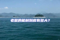 老鼠的能耐到底有多大？