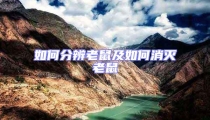 如何分辨老鼠及如何消滅老鼠