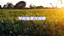 學校食堂滅蟑螂