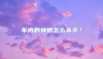 車(chē)內(nèi)的蟑螂怎么殺滅?