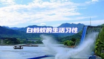 白螞蟻的生活習(xí)性