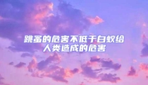 跳蚤的危害不低于白蟻給人類造成的危害