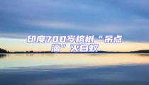 印度700歲榕樹“吊點(diǎn)滴”滅白蟻