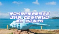 英國頻現巨型老鼠原來是這樣的 老鼠變異成巨型老鼠 鼠藥當飯吃