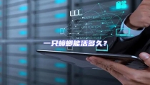 一只蟑螂能活多久?