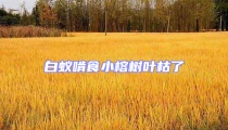 白蟻啃食小榕樹葉枯了