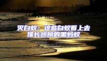 滅白蟻:這些白蟻看上去像長翅膀的黑螞蟻